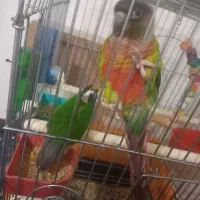 جفت گرینچیک یلوساید دبل اکستریم رد مولد رام رام