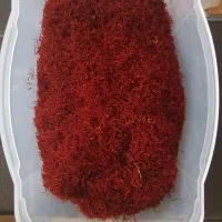 زعفران  دیم ارگانیک لرستان