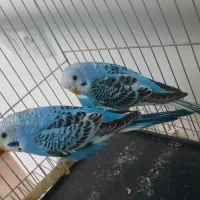 تعدادی مرغ عشق ماده جوان و سرحال