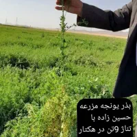 بذر یونجه اعلا با بازدهی نه تن به بالا در هکتار|خدمات باغبانی و درختکاری|کرمان, |دیوار