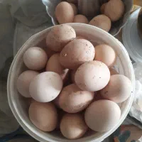 تخم مرغ محلی