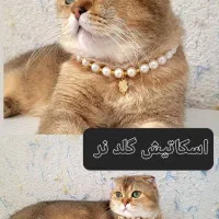 گربه طلایی بالغ
