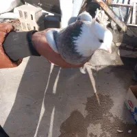 کبوتر|پرنده|جوانرود, |دیوار