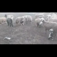 میش بختیاری|حیوانات مزرعه|خانمیرزا, |دیوار