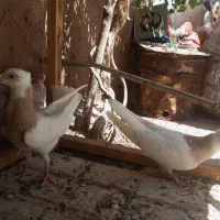کفتر جوجه طوقی  کارتنی هفت‌رنگ|پرنده|مشهد, رباط طرق|دیوار