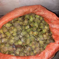 فندق تر و تازه