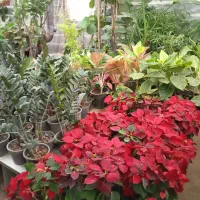 گلکده نازگل