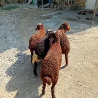 بره افشاری نر۳راس ماده ۱راس پرواری (گوسفند)|حیوانات مزرعه|گنبد کاووس, |دیوار