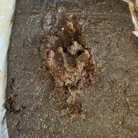 شهر کشمش تاک|عمده‌فروشی|تاکستان, |دیوار