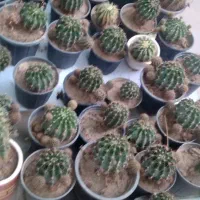 کاکتوس فروش فوری