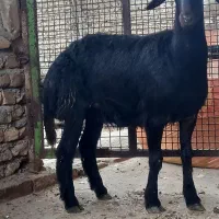 گوسفند بره داربابره نردرشت وتقلی ماده کردستانی لخت|حیوانات مزرعه|گرگان, |دیوار