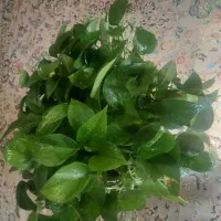 گل پتوس و تاج خروس|گل و گیاه طبیعی|تهران, شهرک زینبیه|دیوار