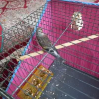 سهر و سهر قناری مست|پرنده|قم, ولیعصر|دیوار