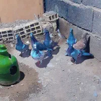 جوجه