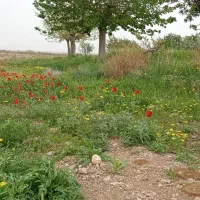 تخم غاز و اردک