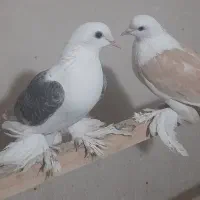 کفتر دوکت وسوسکی