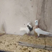 کبوتر طوقی|پرنده|پاکدشت, پاکدشت (مامازند)|دیوار