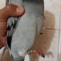 کبوتر پلاکی نر|پرنده|خرمشهر, |دیوار