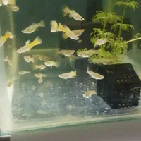 گوپی پیش مولد|ماهی|تهران, جیحون|دیوار