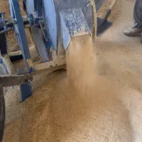 آسیاب پشت تراکتوری جو در ورامین