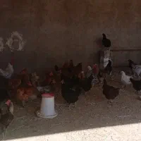 مرغ و خروس محلی|حیوانات مزرعه|کارزان, |دیوار
