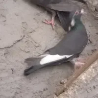 کبوتر فروشی