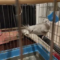 فروش یک جفت عروس هلندی