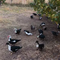 اردک اسرائیلی جوان|حیوانات مزرعه|خلخال, |دیوار