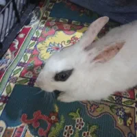 خرگوش|موش و خرگوش|قزوین, |دیوار