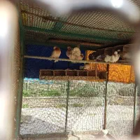 کود کبوتر