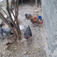 سه عدد مرغ لاری اصیل