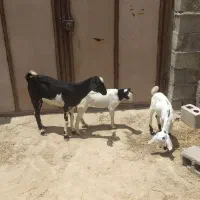 کهره جمولی با بچه نر ماده بزرگ