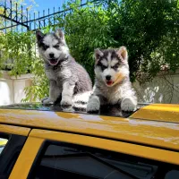 هاسکی مالاموت