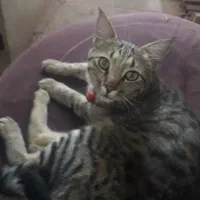 گربه با زنگوله توپی قرمز