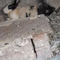خرگوش