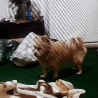 واگذاری سگ اسپیز پامر ۱ساله