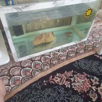 آکواریوم|ماهی|شیروان (خراسان), |دیوار