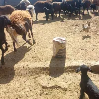 گوسفند پلنگی