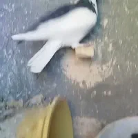 چندتا حیون رنگی|پرنده|رادکان, |دیوار