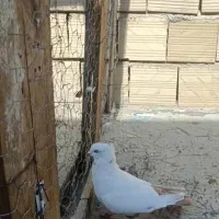 کبوتر|پرنده|الوند, |دیوار
