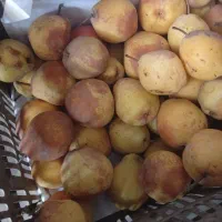 گلابی|خوردنی و آشامیدنی|گلبهار, نوبهار|دیوار