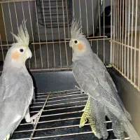 جوجه عروس هلندی|پرنده|ری, علایین|دیوار