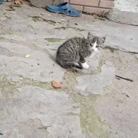 واگزاری رایگان  گربه|گربه|بابل, |دیوار