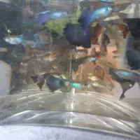 ماهی گوپی|ماهی|شیراز, شهرک فرهنگیان|دیوار