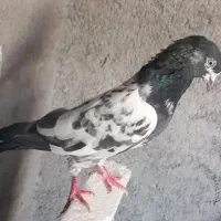 کبوتر تیدی پاکستانی|پرنده|تهران, ولنجک|دیوار