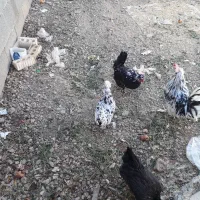 مرغ و خروس گلین