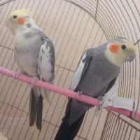 عروس هلندی