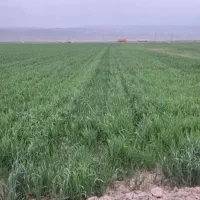 زمین کشاورزی