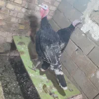 بوقلمون شاخدار غاز|حیوانات مزرعه|تربت جام, میان جام|دیوار