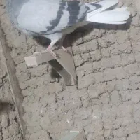 تعدادی کفتر|پرنده|زرند, |دیوار